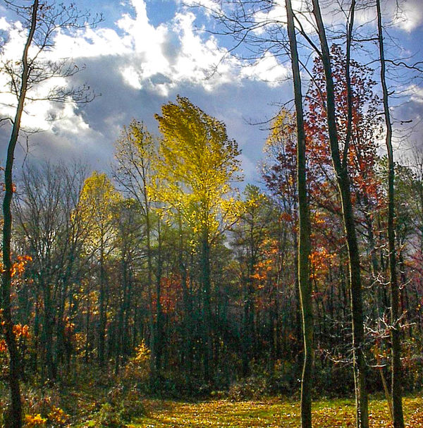 Trees in our back field 2001...