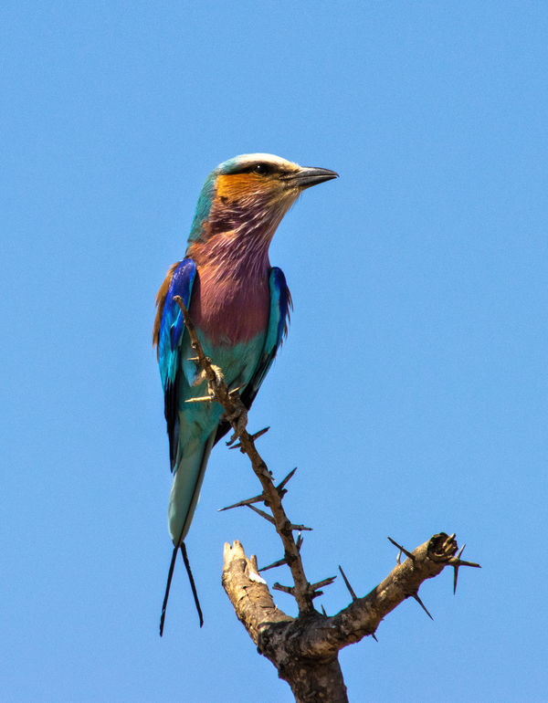 Lilac Breasted Roller...