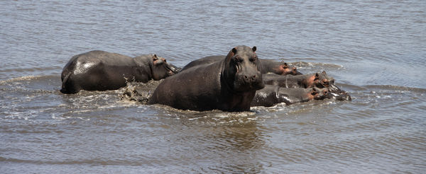 Hippos - almost always seen in groups...