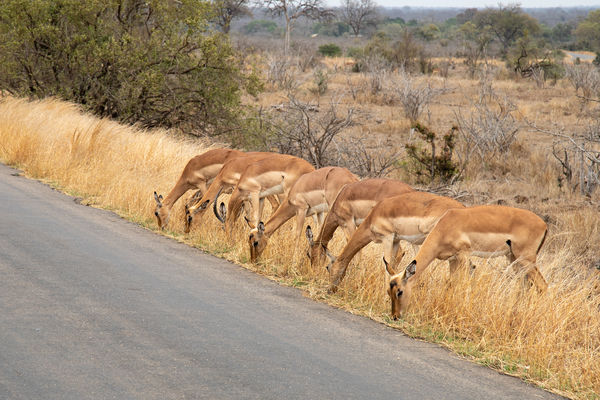 Impala - always seen in herds...