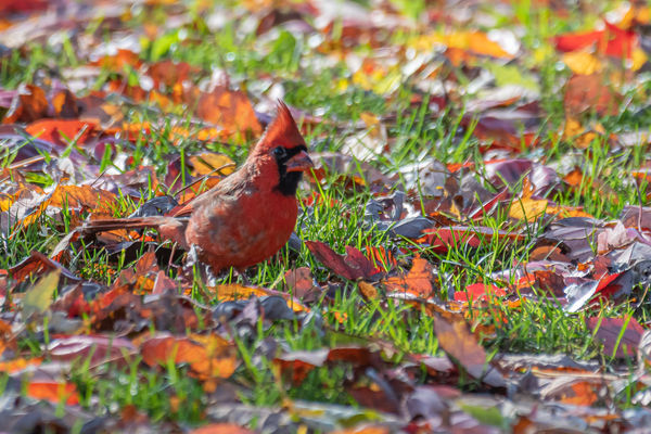 Northern Cardinal...