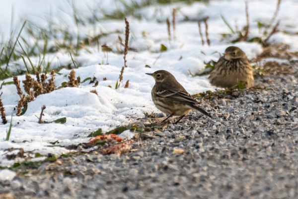 Pipits migrating through...