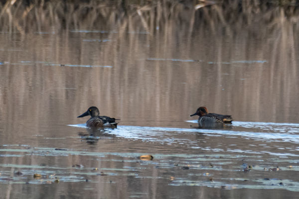 Northern shoveler and green-winged teal...