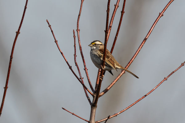 White-throated sparrow...