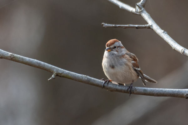 American Tree sparrow...