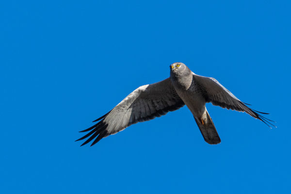 Male Northern Harrier  (Gray Ghost)...