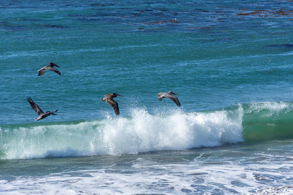 A few Pelicans taking flight...