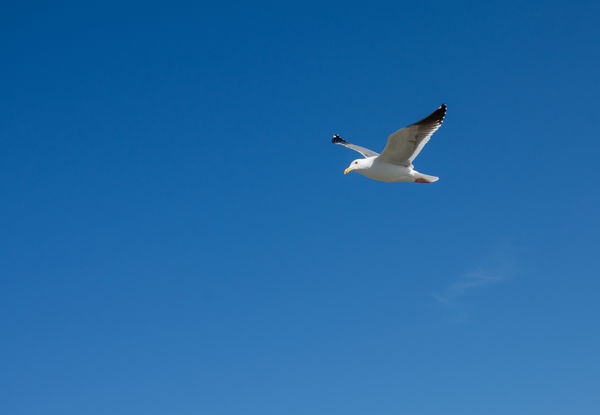 This gull flew right over my head, I turned and sh...