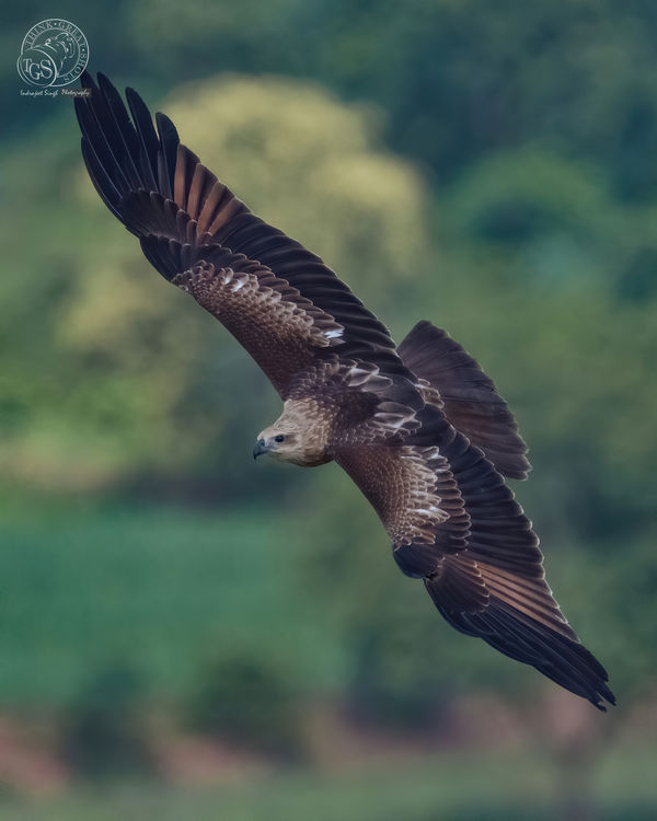 Brahminy Kite - riding the thermals from the valle...