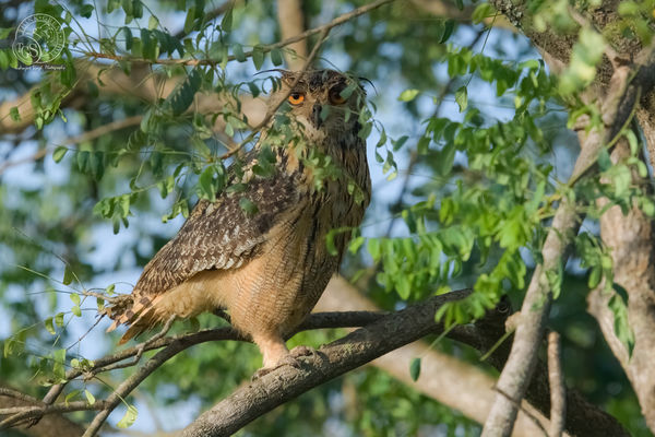 Indian Eagle Owl - Sure, I can't see you!!...