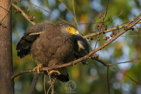 Crested Serpent Eagle - moment before an attack....