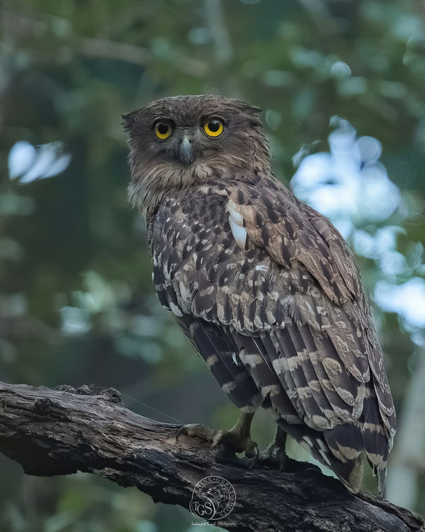 Brown Fish Owl - early morning....