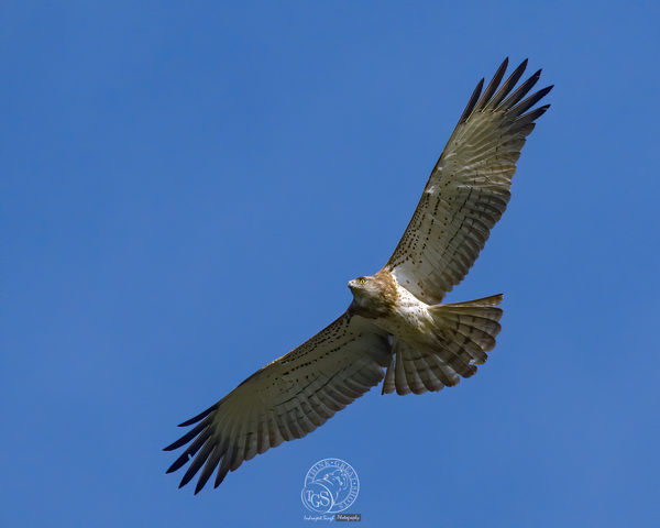Short Toed Snake Eagle - circles as he look for pr...