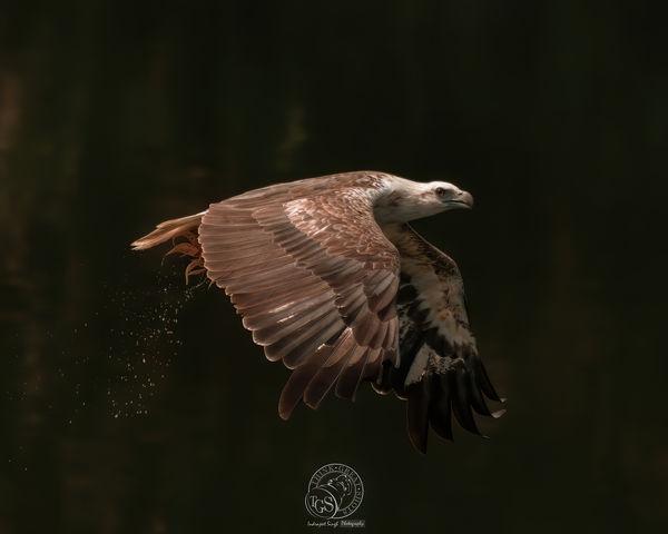 White Bellied Sea Eagle (Juvenile) - after a succe...