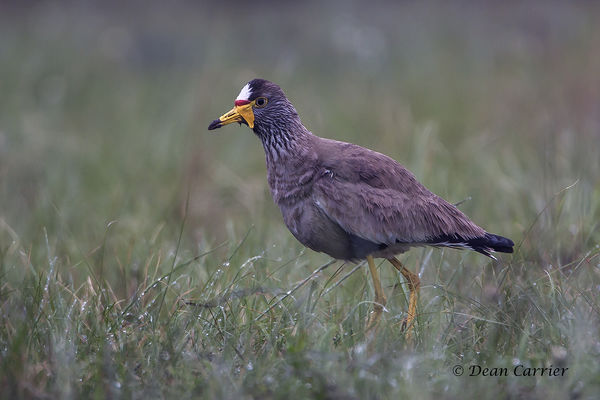African wattled lapwing...
