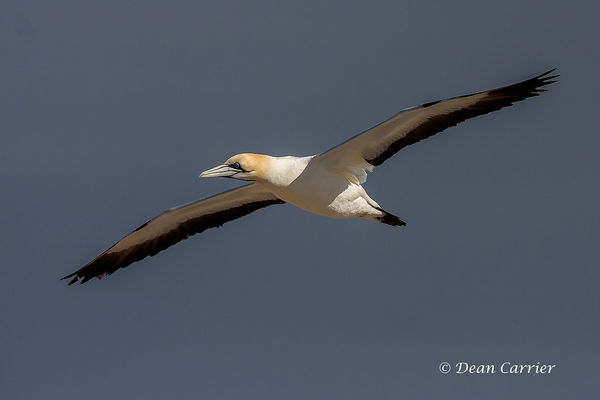 Cape gannet...