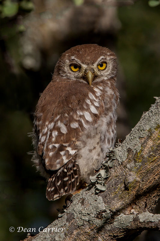 Pearl-spotted owlet...