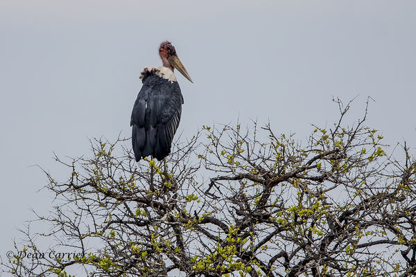 Marabou stork...