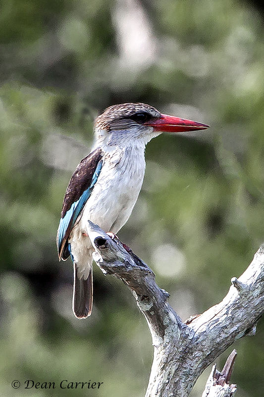 Brown-hooded kingfisher...
