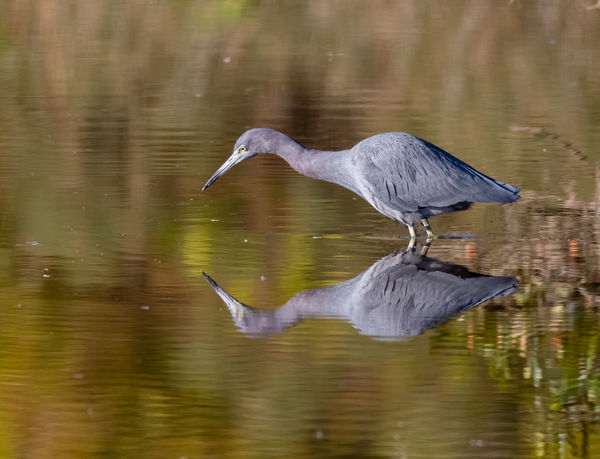 Little Blue Heron  Canon 7D II with a Sigma 150-60...