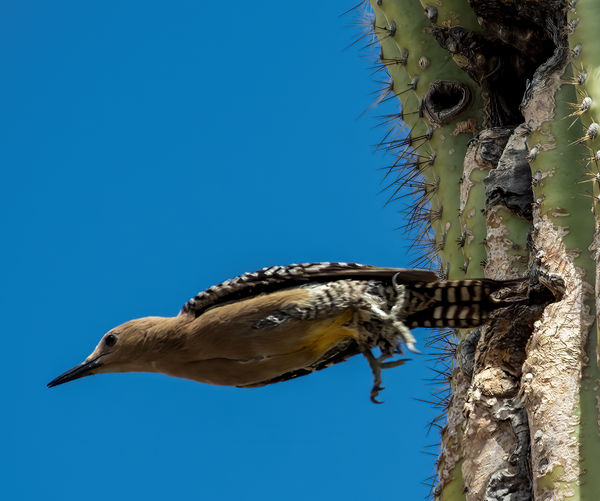 Gila Woodpecker Taking Off...