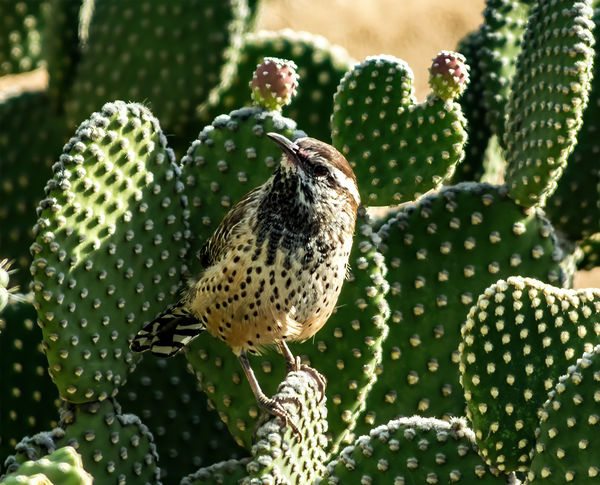 Cactus Wren...