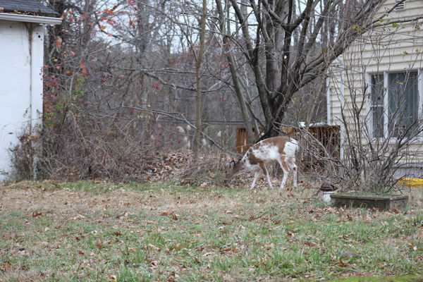 Pied, or piebald deer. Not uncommon as they interb...