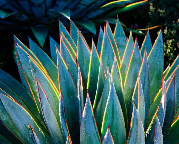 phoenix botanical garden free day