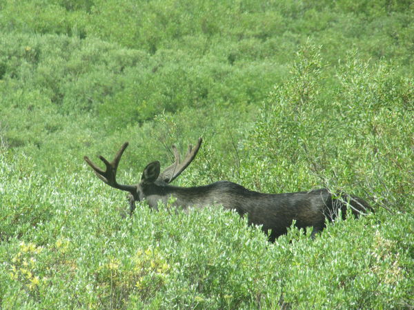Mid June I caught the bull moose in shoulder high ...