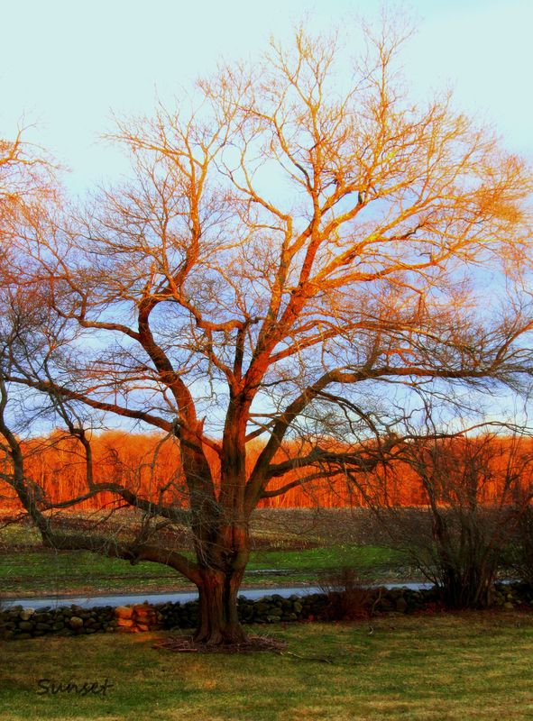 favorite tree  at the golden hour, storm took it d...