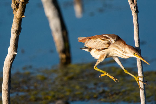 Least Bittern (hopping from stick to stick)...
