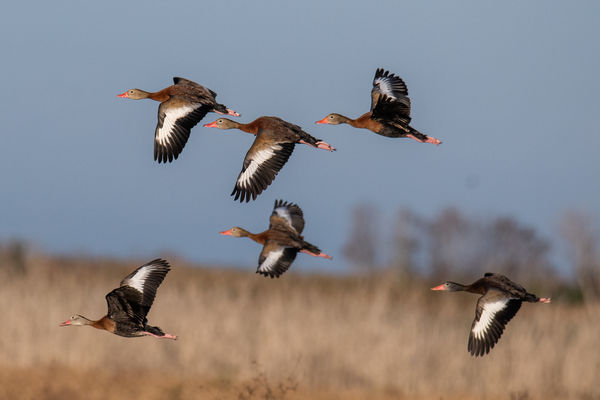 Whistling Ducks (they really do whistle)...