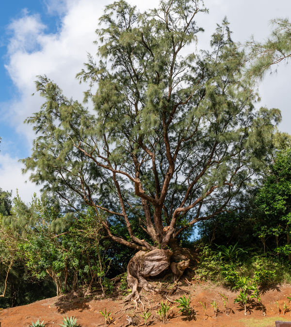 Distinctive tree at the Pali Overlook...