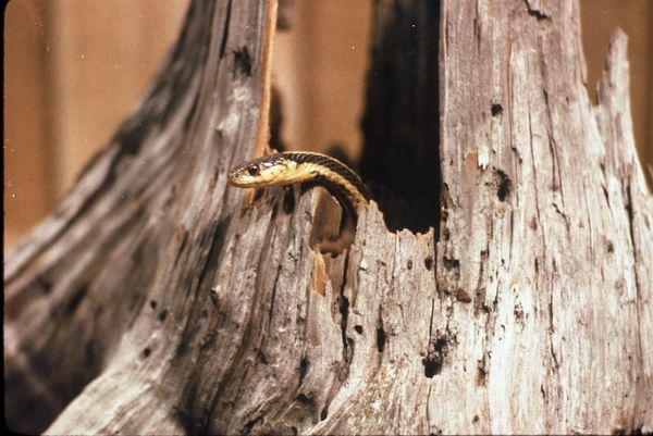 Snake skin vs. driftwood...