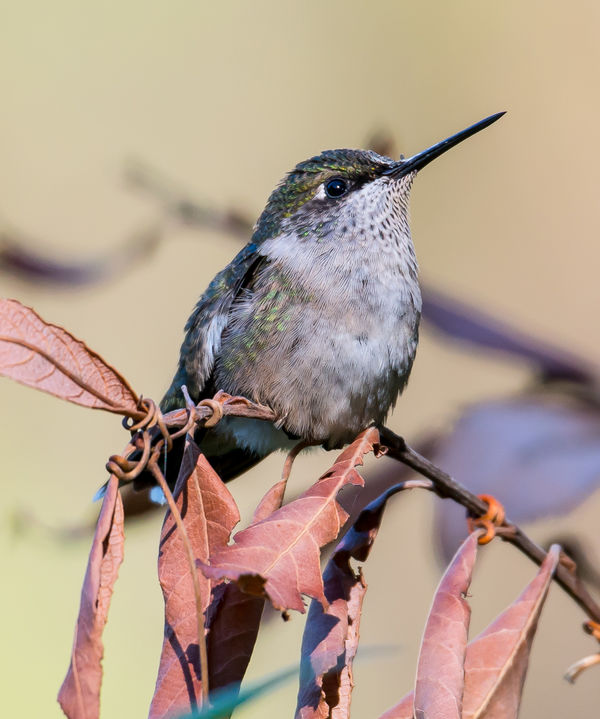 Ruby Throated Hummingbird, female...