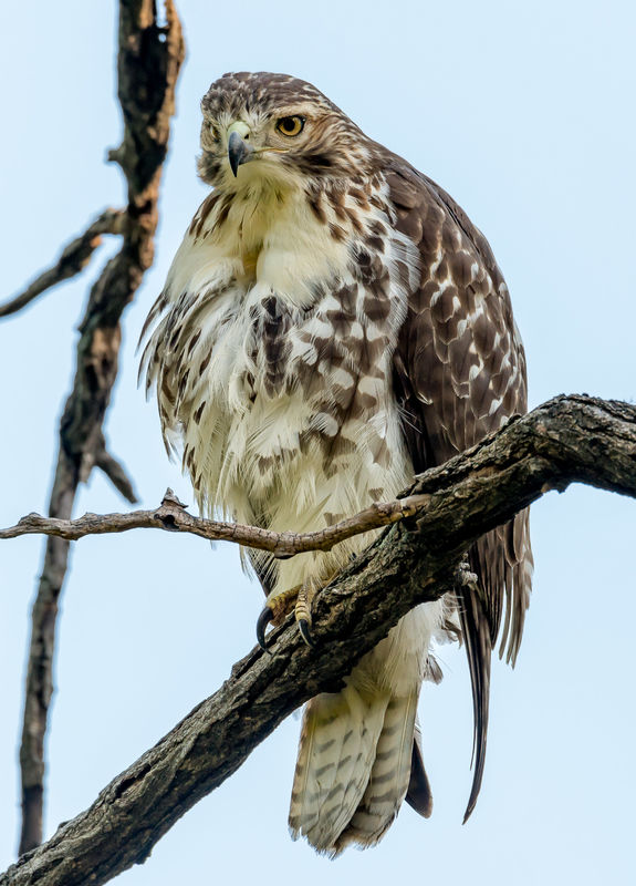 Red Tailed Hawk, Juvenile...