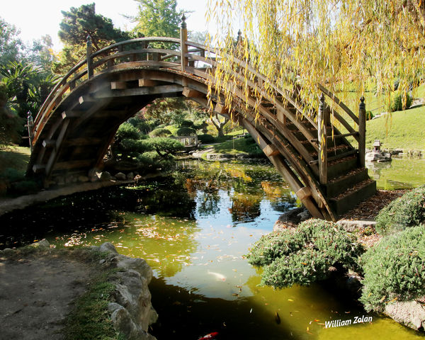 Japanese Garden bridge...