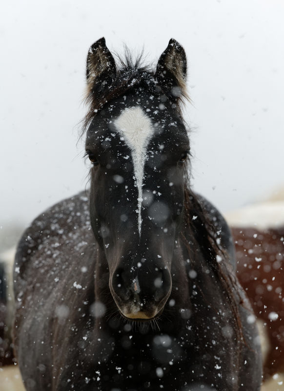 Stallion in the Snow...