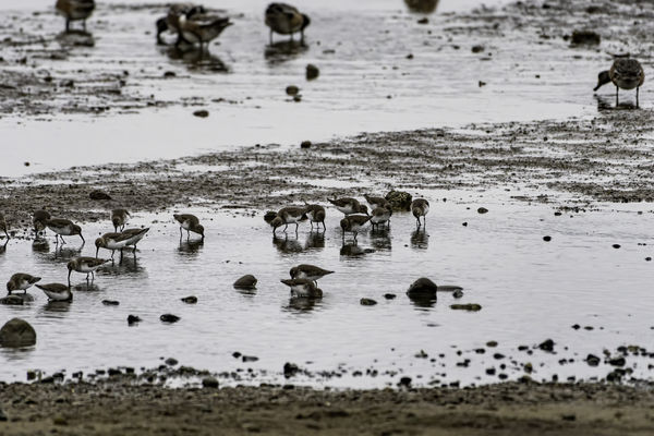 Dunlins-rare migratory shore birds....