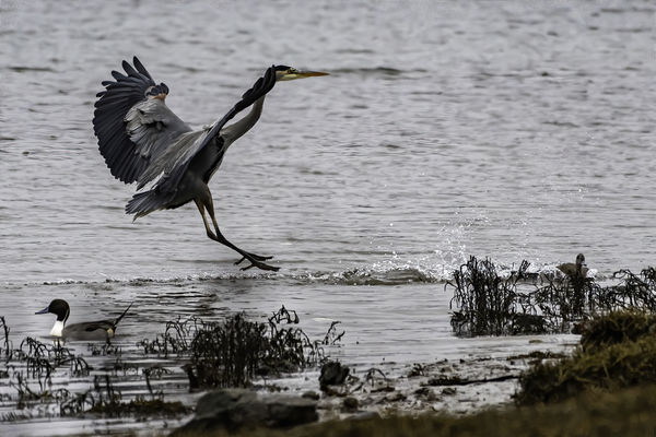 Heron lands. Note female Pintail moving out of the...