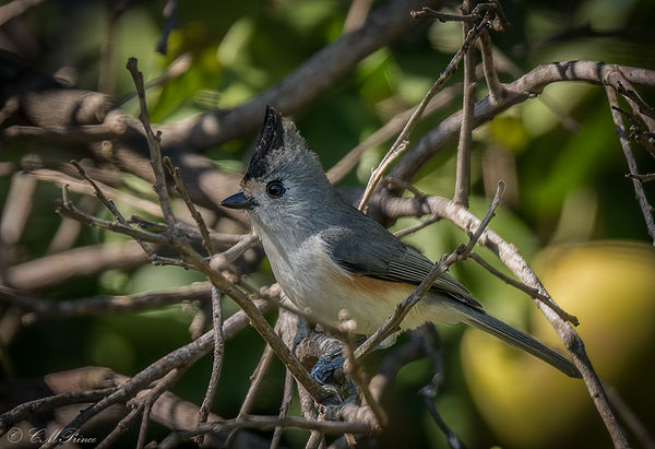 Black-crested Titmouse,...