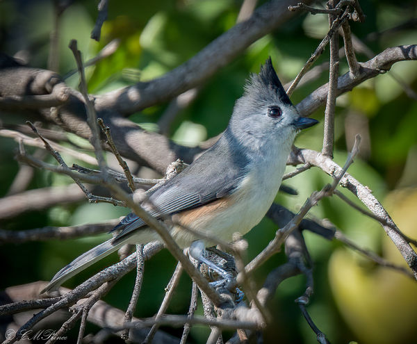 Black-crested Titmouse, 2...