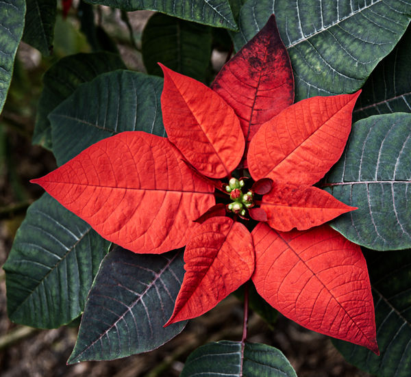 Poinsettia planted after Christmas last year-bloom...