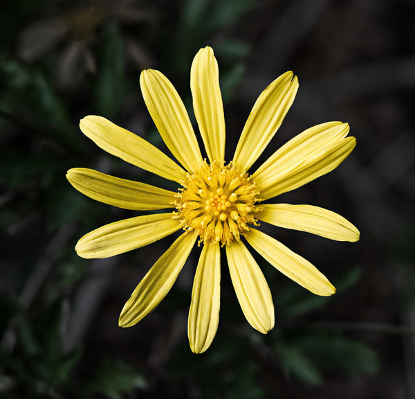 Bush Daisy blooms year round unless there is a har...