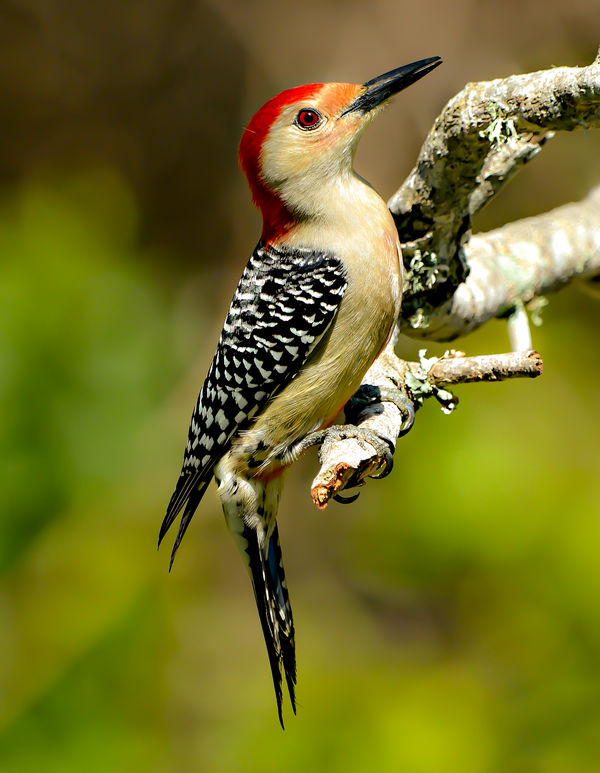 Red Bellied Woodpecker...