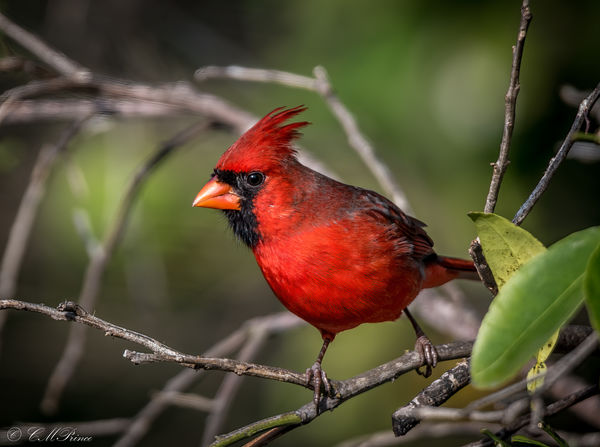 Northern Cardinal Male...