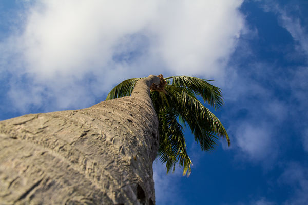 I wanted everything on this tall palm tree to be i...