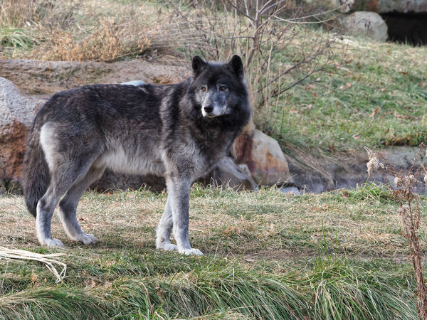 Male Gray Wolf, Kaskapahtew (Smoke), 250mm equiv....