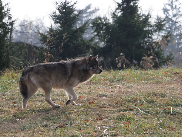 Female Gray Wolf, Renner,  300mm equiv....