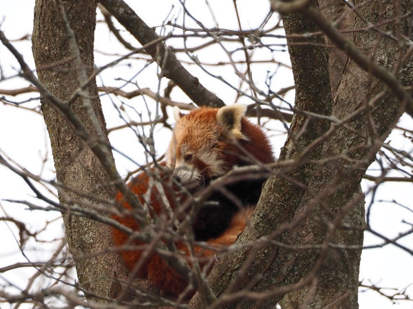 Red Panda high in a tree,  1200mm equiv....
